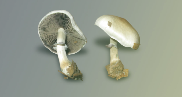 African psilocybin cultivator Psyence gets C$600K investment